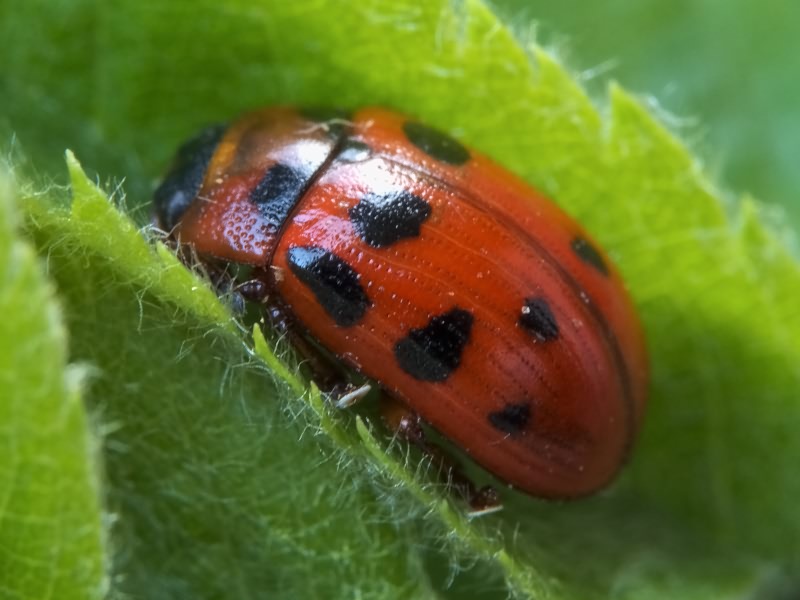 Gonioctena decemnotata (Marsham, 1802)